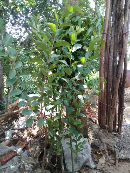 AshiSinghFC1's tweet photo. I am so proud on this girl @Ashisinghh
She is inspiring the fans to bring smile on the faces and to save the earth.
One of her fan from Bangladesh @sonali69647467 has done tree plantation and celebrated Ashi's birthday with kids.
#AshiSingh #YehUnDinonKiBaatHai https://t.co/0g3iDlrtH8