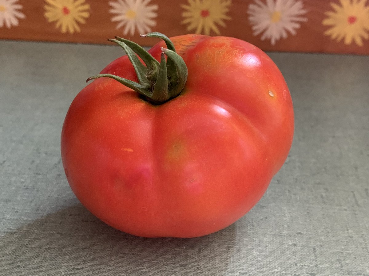 AnthonyLeilani's tweet image. That moment when the first tomato is finally ripe enough to pick! I praise the Lord for this little tomato! To me, it’s a sign of God’s faithfulness. #FreshTomatoes #Gardening #TheGodlyMom #HarvestTime