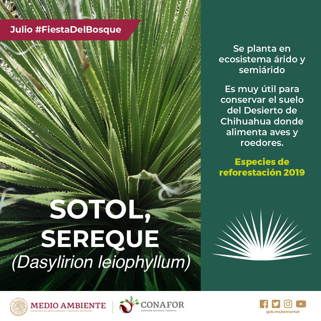 SEMARNAT_mx's tweet photo. 🌟#FiestaDelBosque 🥳💚🌱
El #Sereque se puede encontrar en los estados de Coahuila, Durango y Chihuahua, de él se obtiene un destilado conocido como #Sotol. ¿Lo sabías? 🌱🌿
¡Conoce más! 👇🏽
Julio es #MesDelBosque. 🌲🌳💚🍃 https://t.co/IuT1Z6q0Hl