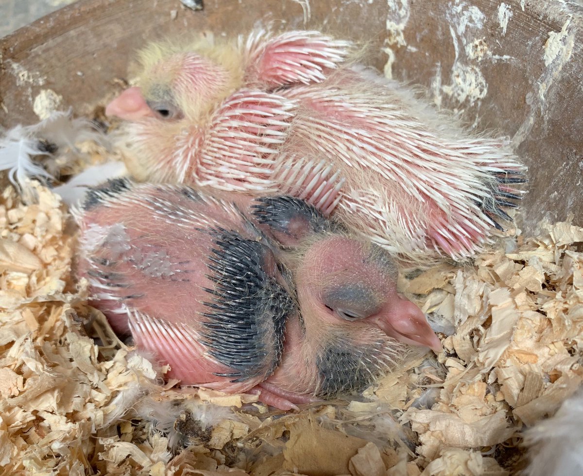 Pigeon_lady86's tweet photo. Definitely going to have a mini mum and a mini dad! #squeakers #squabs #indianfantail #fantailpigeon https://t.co/RaE5Gwo2Uj
