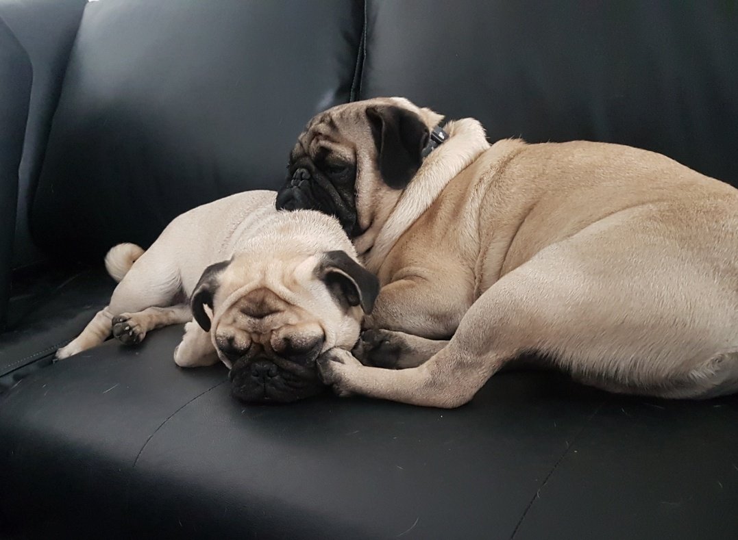 elisabv's tweet photo. Dicen que el amor es una palabra de  cuatro patas, pero la mias es de 8 hermosas patitas🐶😍🐶 #DiaInternacionaldelperro #pugs #pachoncitos #lorenzaymanolo https://t.co/Pa6Q3bVLDe