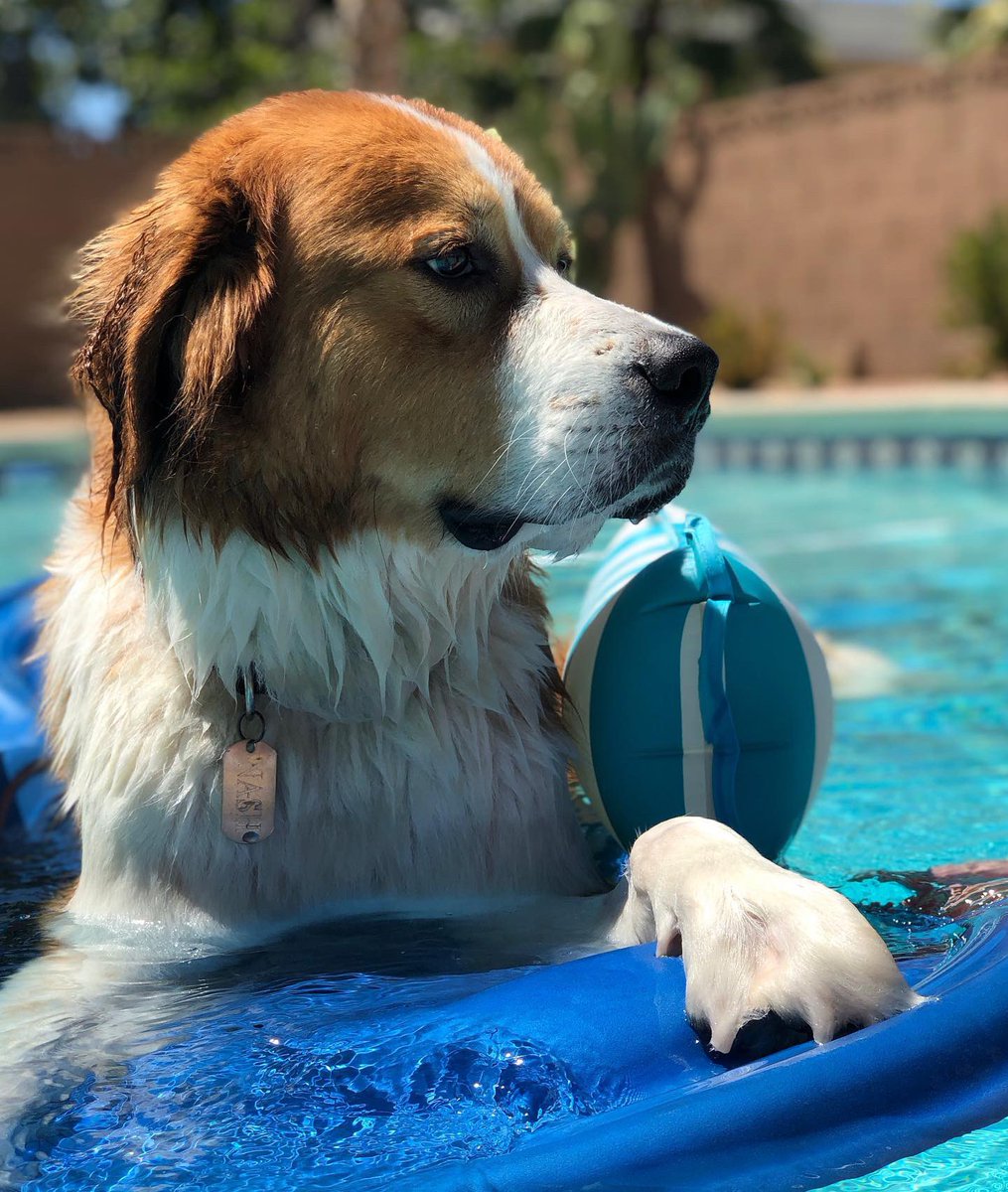 nashvegasthepup's tweet photo. Been enjoying my summer break swimming and lounging around the pool! I'll start sharing more of my summer fun! 🐶💛🖤 #vegasborn #vegasstrong #vgk #vgkdog #nashvegasthepup #dogoflasvegas #happydog #pooldog #summerswim #gentlegiant #greatbernese https://t.co/2Nul3tsPzB
