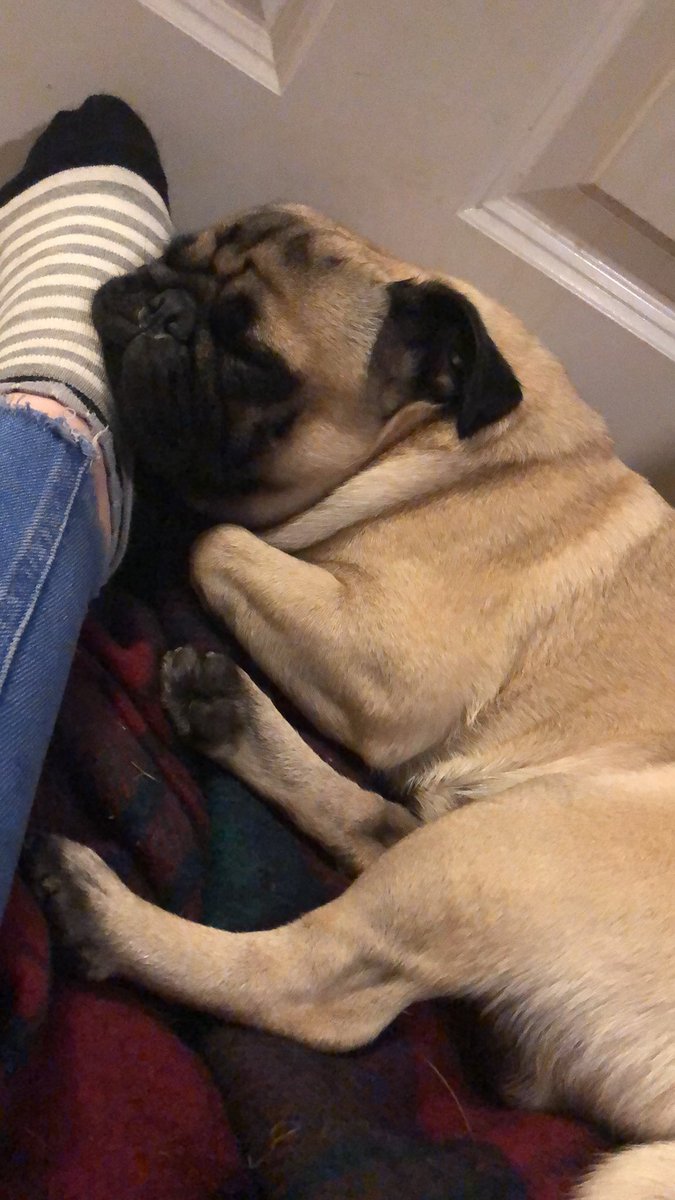 Words can’t describe the love I have for him!! ❤️ #puglife #pugsandhugs