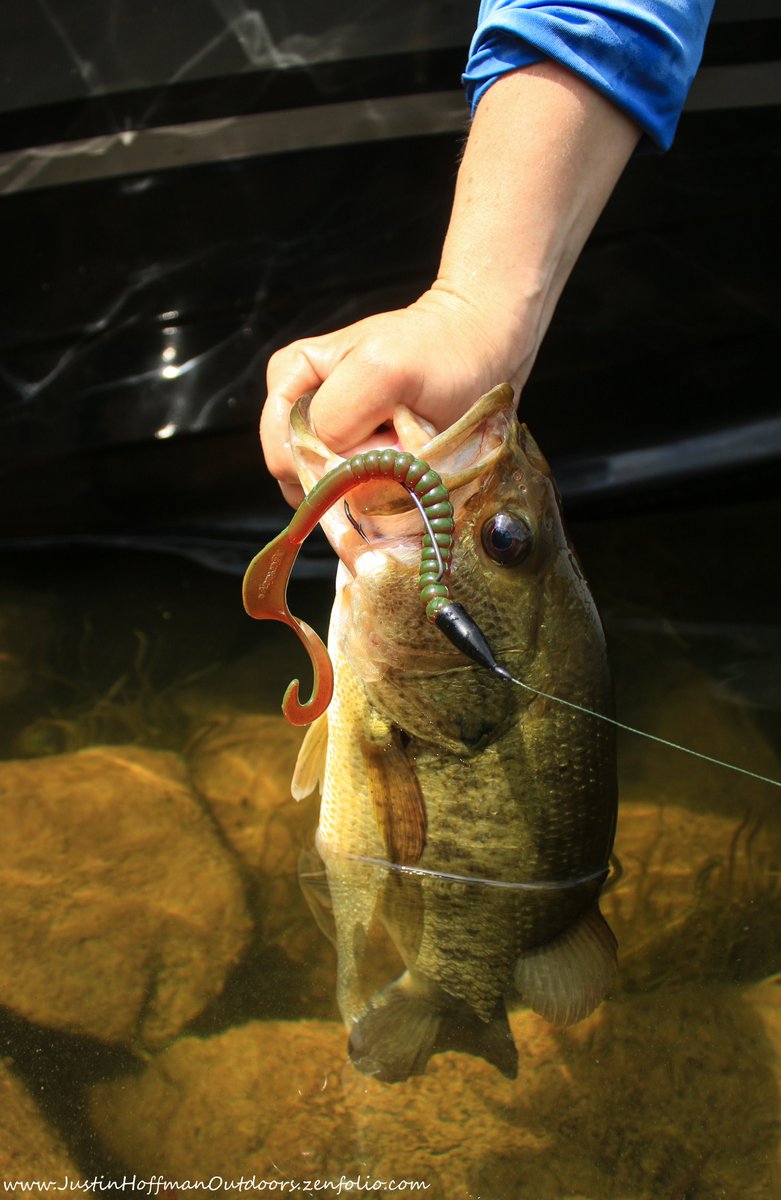 HoffmanOutdoors's tweet photo. The heat and humidity was stifling yesterday, but a #berkley 8.5" #powerworm persuaded a few #largemouth #bass to bite.
@BerkleyFishing @OODMag #fishing #berkleyfishing #ottawa #ontario #canada https://t.co/u1qMUtG9EM