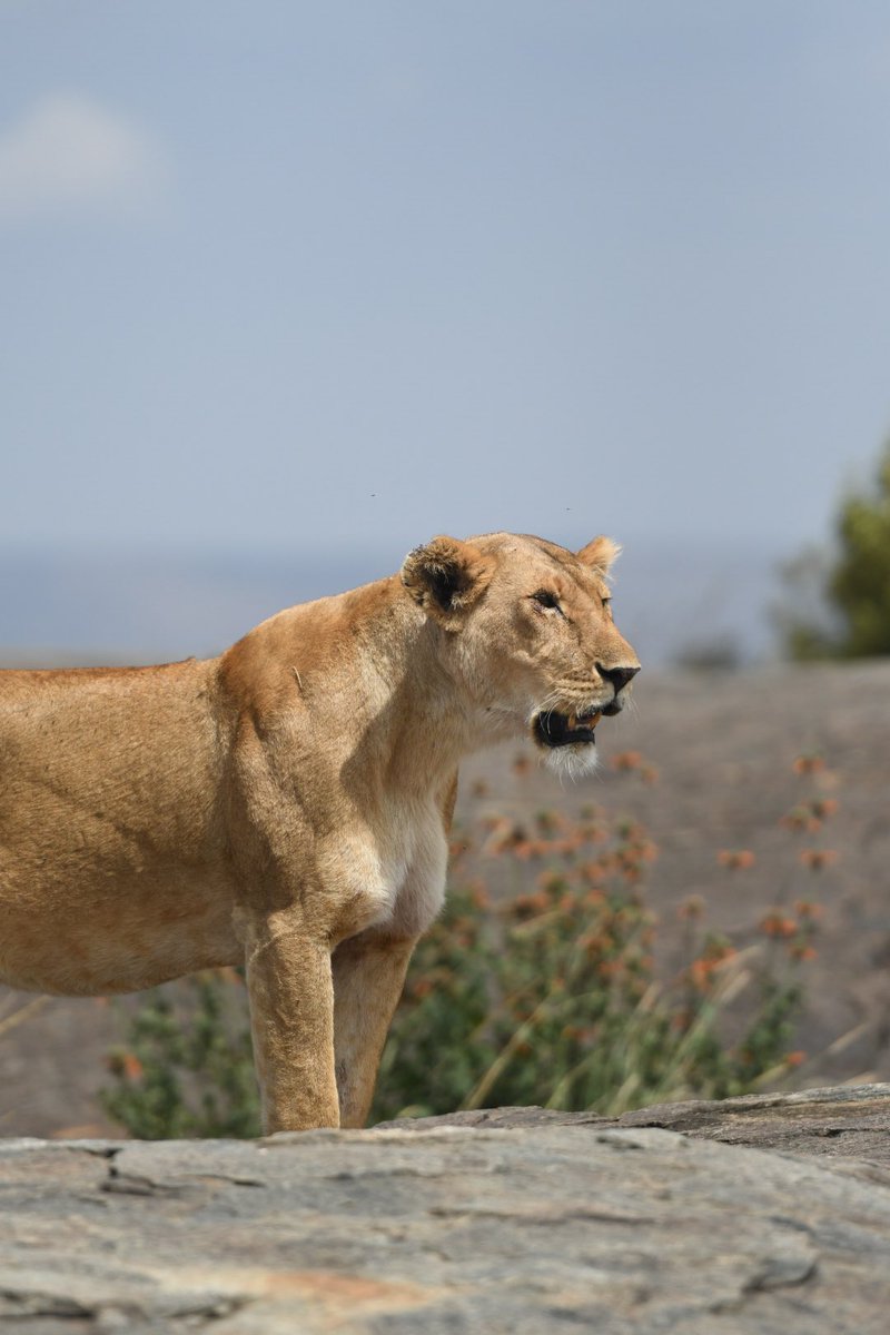 RvN1776's tweet photo. Amazing experience to see and photograph these beautiful animals in the wild with my family. Karibu 🇹🇿 Tanzania. https://t.co/NabtaugUSf