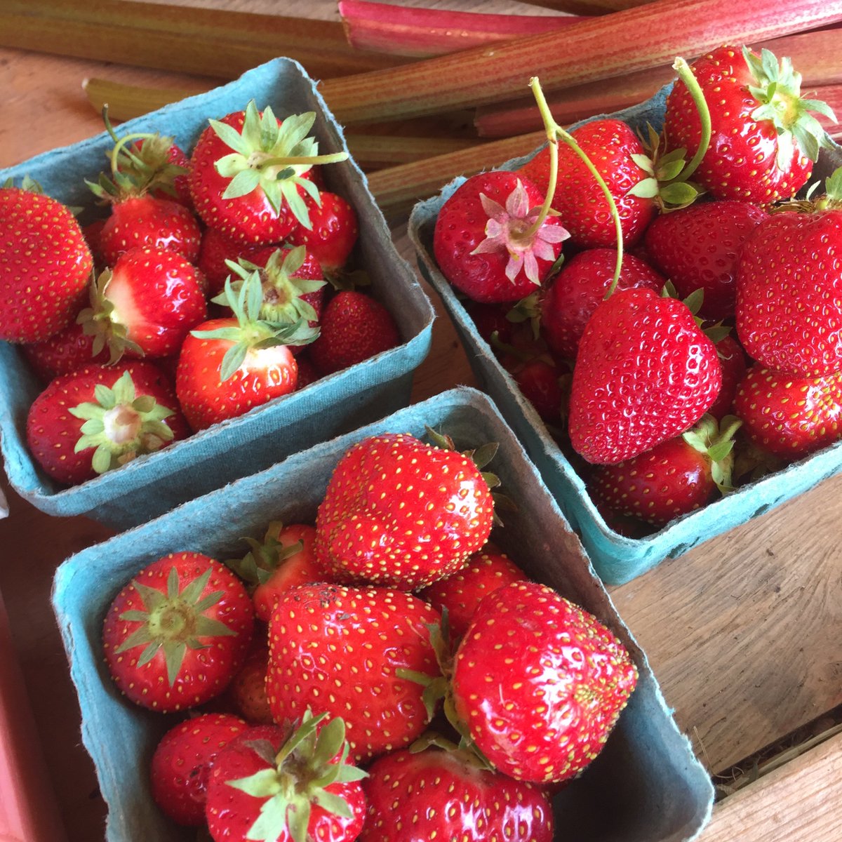 NorthlineFarms's tweet photo. Yesterday the strawberries were a big hit. With the warm days we had a bunch ripe again today. We’re open until dusk. https://t.co/HlacNyN7l0