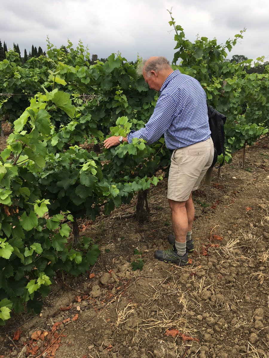saintclairwine's tweet image. Our founder Neal Ibbotson couldn't help himself while in France at Château de Pennautier he had to get into the Vineyards and look at the fruit and of course, taste some of their great wines 🥂 #saintclairwine #nzwine