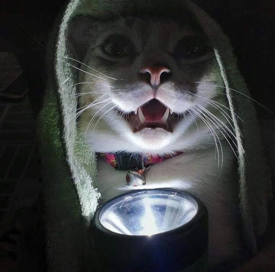 era uma noite de inverno e chovia mto la fora
eu miei pedindo ração nova
ai chegou aquele monstro 
e só balançou o potinho