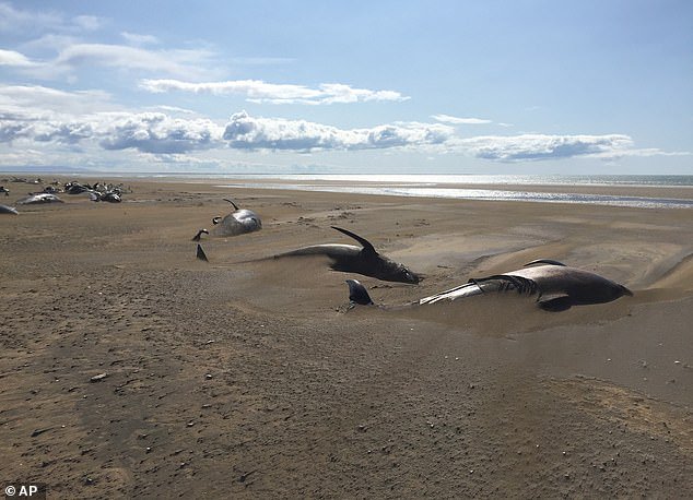 عثر الطيار ديفيد شوارزانز مساء أمس على 50 حوت ميت من نوع 'pilot whales' على شاطئ بعيد عن البشر في غرب ايسلندا و الغريب أن بعضها مدفون في تراب إلى الآن موتها سر، و جاري دراسة هذا المشهد المحزن  💔