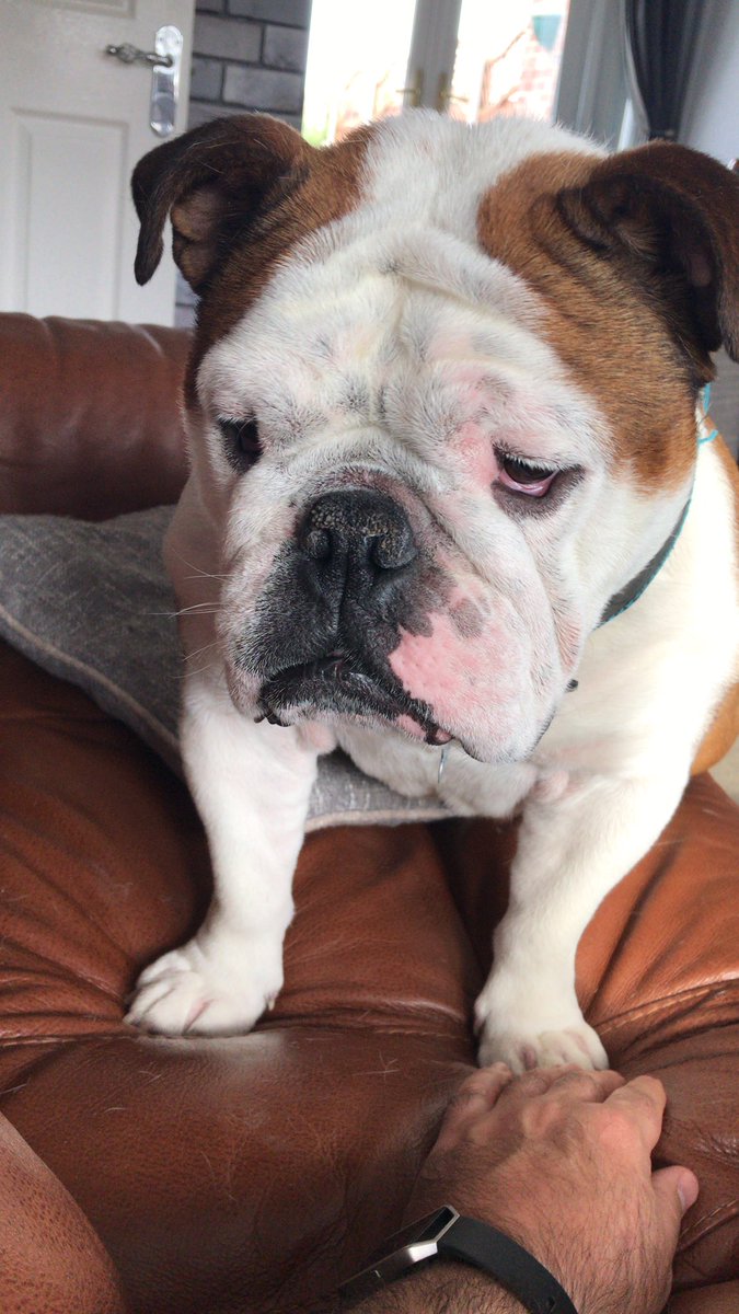 bulldog_harry's tweet photo. Sat on the forbidden sofa chasing the light reflection. Driving dad #Insane as I canβt catch it! #BadHarry #HarryTheBulldog #Bulldog #WoofWoof πΎπΆ https://t.co/52KSxi6lz3