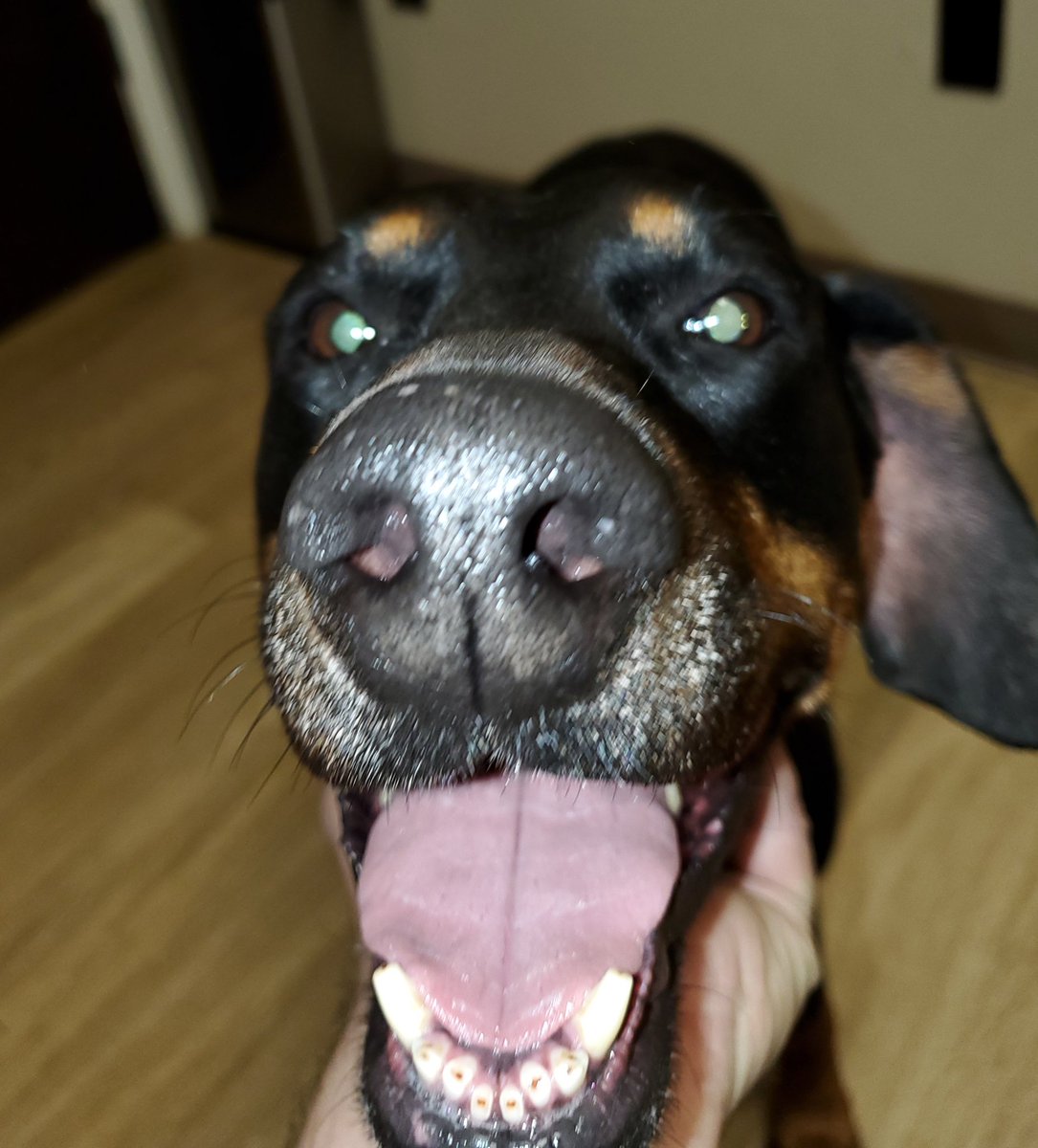djthmps4's tweet photo. @LittleManMax @DobergirlCleo giving a little tongue today. #TheBoneCollector #LittleManMax #TheMaxFactor  #QueenCleopatra #CleoLongLegs #Sissy #ItsAllAboutTheDobermans #AGirlAndHerDobermans #DogsofTwittter #DogCelebration #DogzRule #BigBeautifulVelvetEars #DobermanInfinity https://t.co/AUl4Xs8nxp