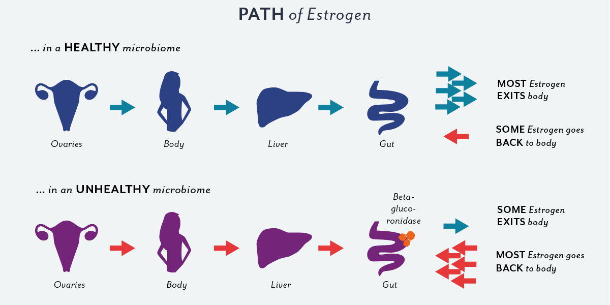  #FAMTaughtMe that the intestinal microbiome affects estrogen. It is the method through which we excrete estrogen. Estrogen is made during the follicular phase of the menstrual cycle in the ovaries.It moves to the various organs its needed at like the uterus or breasts.