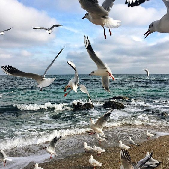 liapi_alexandra's tweet photo. Μη ζητάς άδεια,
τα φτερά είναι δικά σου
κι ο ουρανός κανενός. https://t.co/HE8OEP2AfO