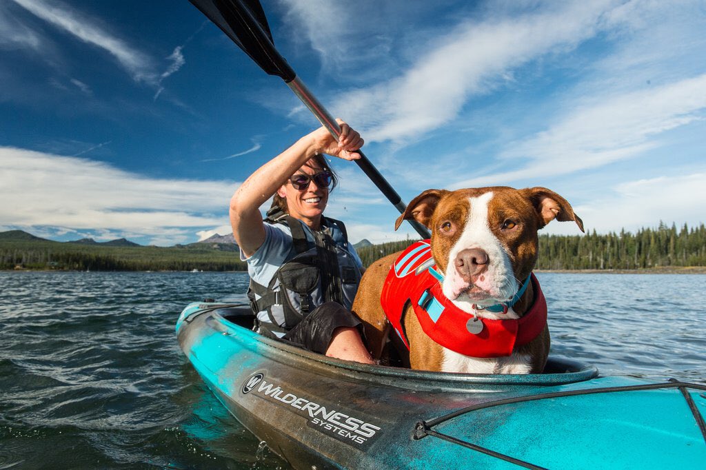 Keep your dog safe while boating and make sure they are wearing a life jacket. #boatinghuron #lakehuron #boatdog #cps #ecp #boatsafe