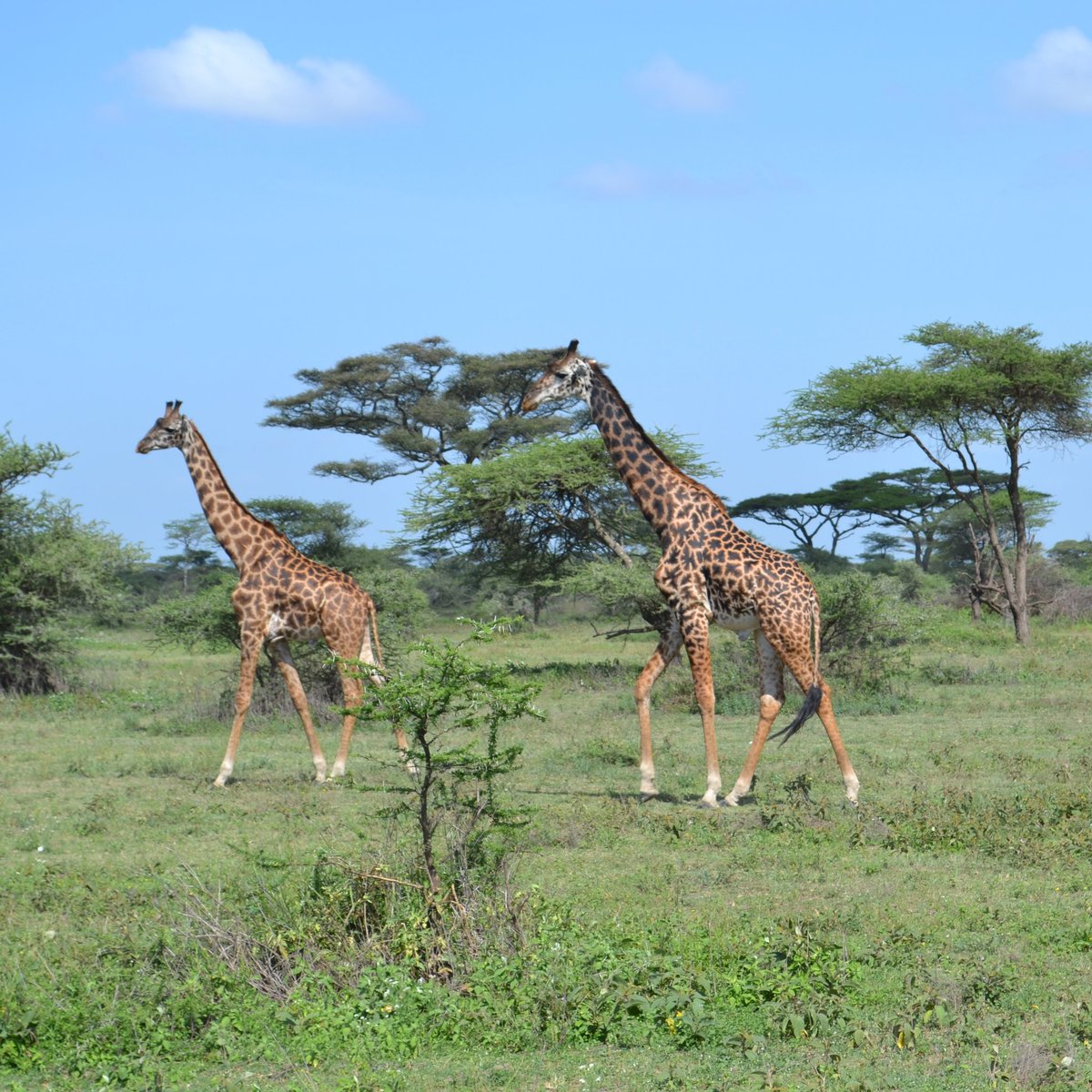 The giraffe we respect this animal as it's our sign of our nation. #weloveGiraffe #Giraffelovers #TanzaniaNationalparks #TanzaniaHakunaMatata 
#TwitcherAfricanSafaris #TwitcherTours #BirdwatchingTanzania #Photographytour 
 twitcherafricansafaris.com  info@twitcherafricansafaris.com