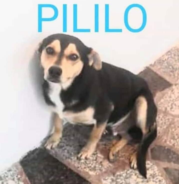 ManosHuellas's tweet photo. 🐕 Seguimos buscando a #PILILO Se perdió en Bernal Centro. Si lo ven, por favor reténganlo y comuniquense al 11 3567-1769 o al 1150409767.
Agradecemos amplia difusión 🐾 https://t.co/0gyRtp0Lra