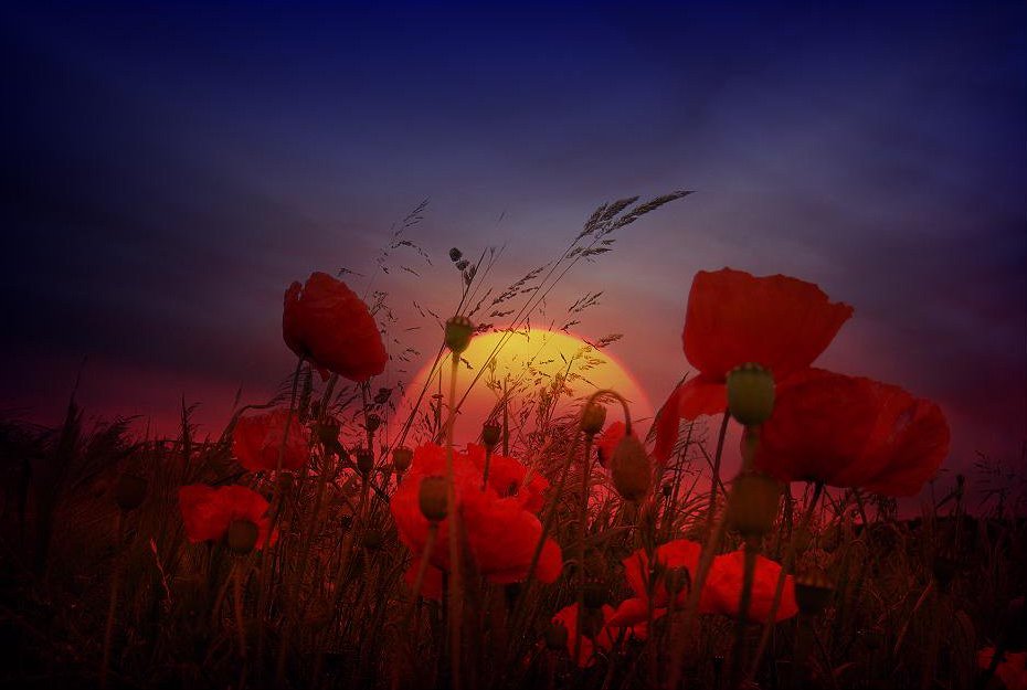 ramblingsloa's tweet photo. Even the darkest night will end and the sun will rise.

Victor Hugo
Pic Veronica Pinke https://t.co/LAnQiFJq61
