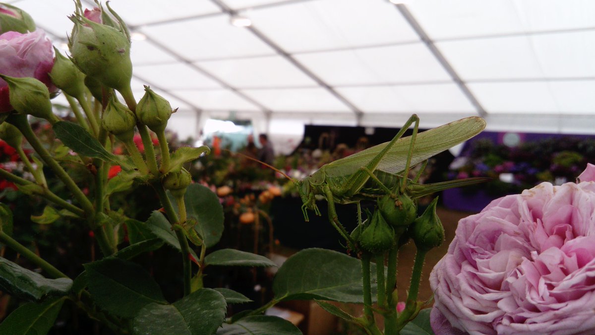 AndrewSalisbur2's tweet photo. A fantastic #RHSTatton show, thank you to the team @Isobelcou (the staff, marshals, caterers, voluntees etc.), the lovely visitors, the gardens and the fab team on #bughub (@FDrizou @hayleyento, @BoshoffLien, @I_Cavadino, @FranciscaSconce, @Symphlythebest, @mr_plantgeek) https://t.co/n3YufKYqdU