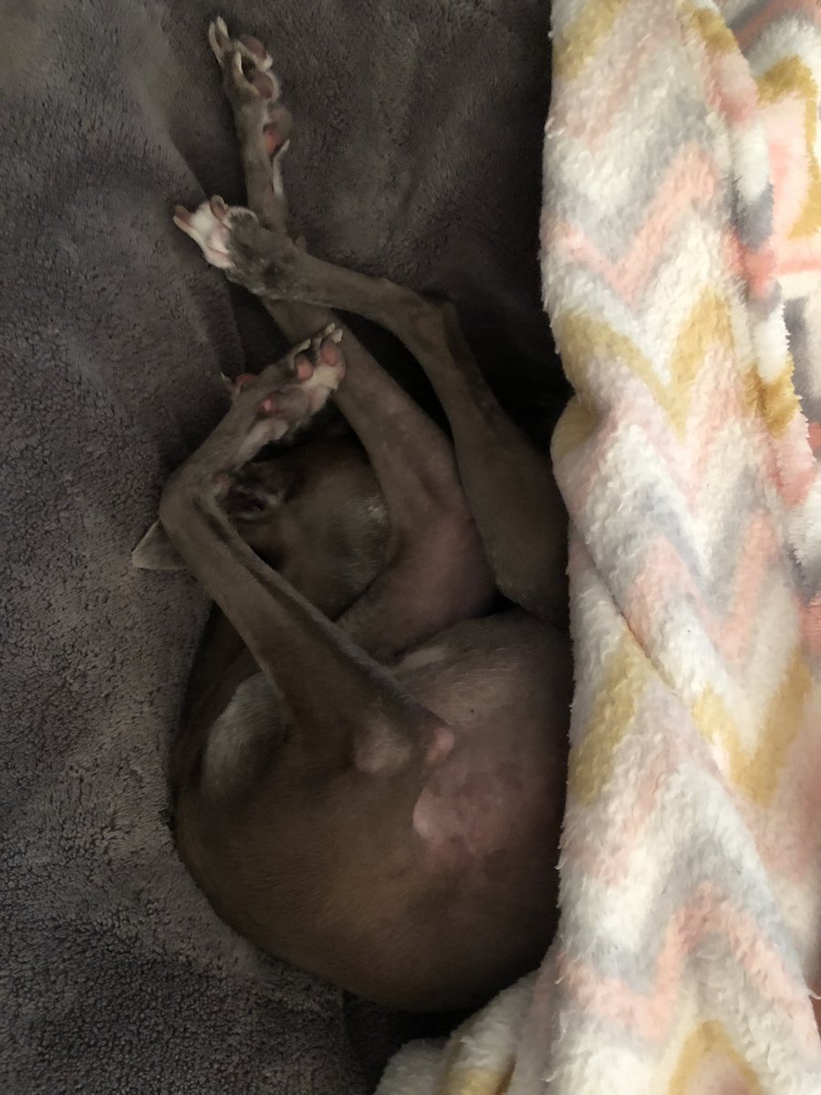 😂😂 Anyone know how to unravel an iggy pretzel? Little tangled up keeping dad company while he works from home. <a href="/RemydogIG/">Mr. Maddox McClain</a> <a href="/antoniabv/">Antonia</a> <a href="/DelilahsMama3/">🏖Janet Cross🐶💛💙</a> <a href="/willowwhippet1/">willow whippet</a> @GreyhoundMickey <a href="/Grandma_Bobbins/">Grandma Bobbins</a> @HollyBobsHound <a href="/jdpoohbear/">Jill F n my 3 pups🇺🇸🇺🇦</a> <a href="/mandy1965/">Mandy Lopez</a> <a href="/DaisyTheGrey/">TwirlyTwyla 🌪</a>