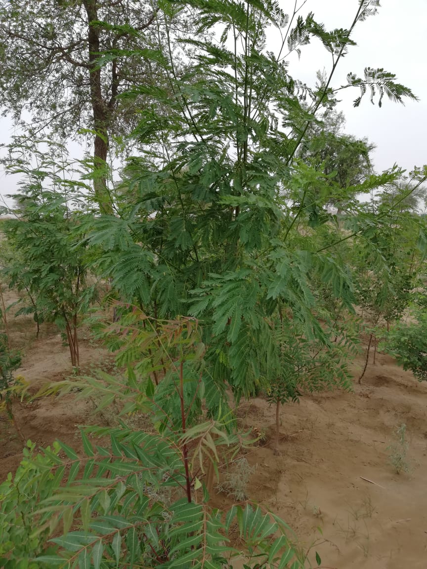 developingpak's tweet photo. #AkiraMiyawaki style forest by SECMC Thar. The #MillionTree project seems to be taking shape with Neem, Kandi, Kekar etc. 80% of the 85,000 plants survived, many already 6 ft tall in just a year!
#Thar #Tharparkar #Sindh #Pakistan 🇵🇰 https://t.co/aCfUONm18Q