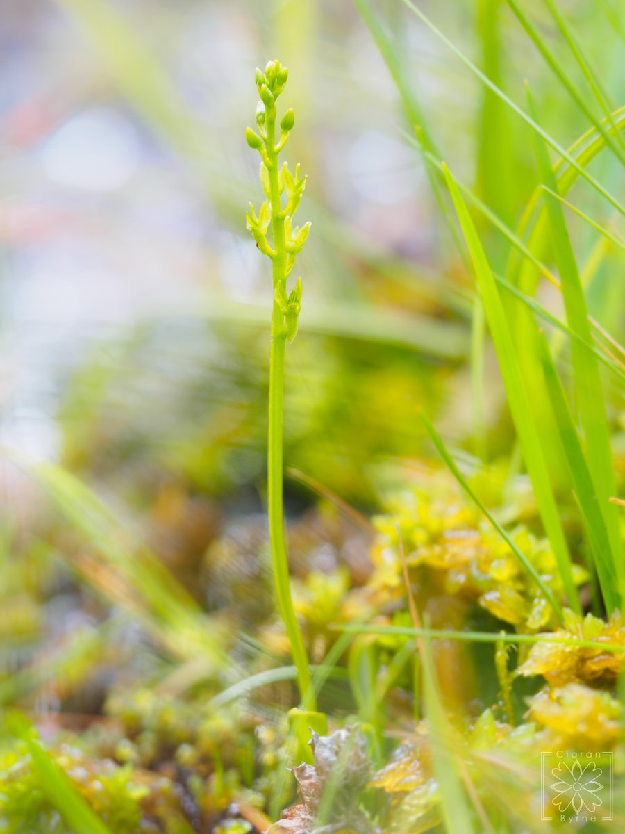 kiwibyrne's tweet photo. @BSBI_Ireland SUCCESS!!! Finally after 5 years, refound Hammarbya paludosa (Bog Orchid) on John's Hill, Co. Carlow after 5 hours searching on hands &amp; knees in bog/wet heath yesterday.  Last recorded on John's Hill in 1990! @BSBI_Ireland @BSBIbotany @wildflower_hour @ukorchids https://t.co/VZ0Py5Q8tQ
