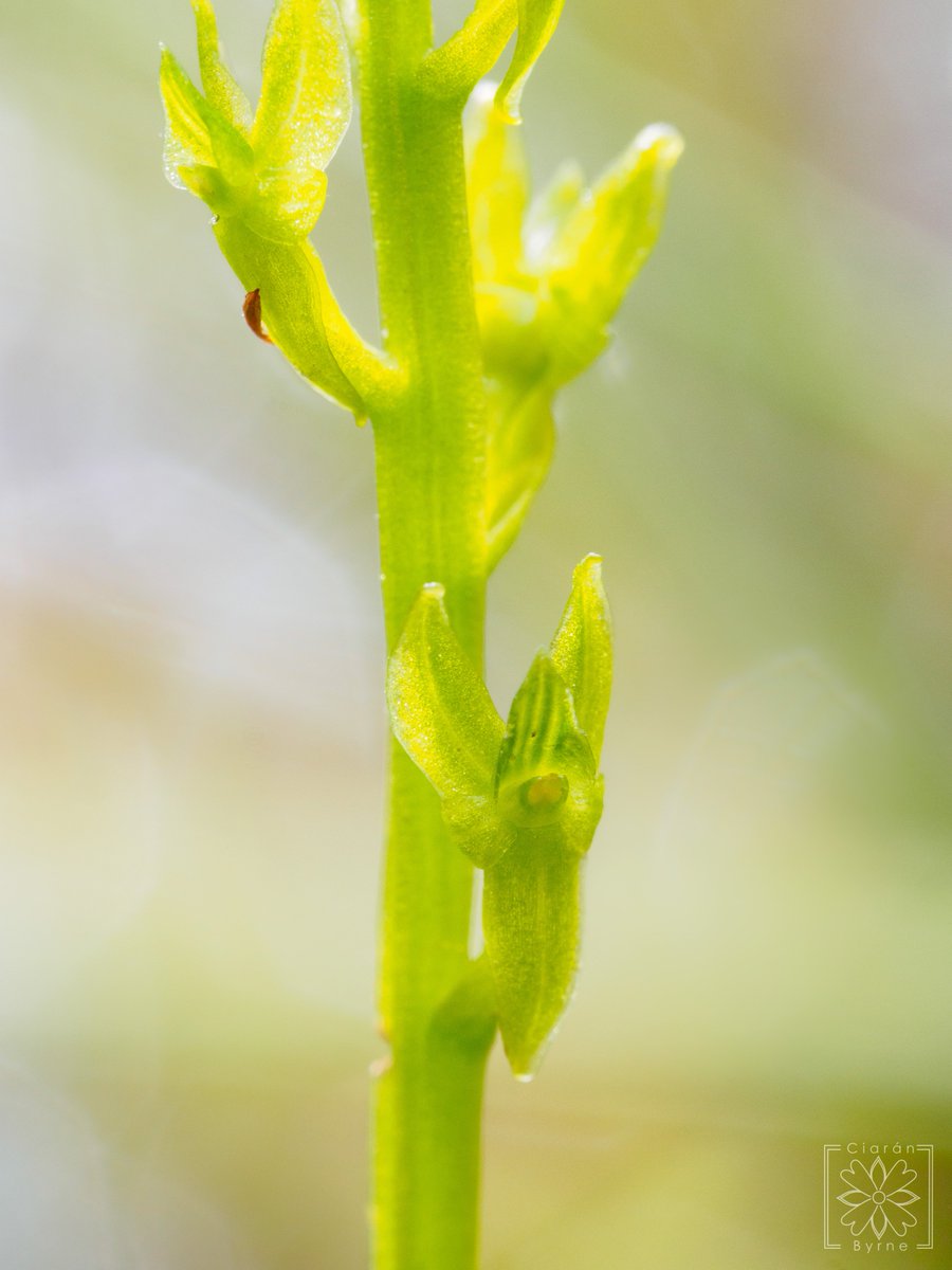kiwibyrne's tweet photo. @BSBI_Ireland SUCCESS!!! Finally after 5 years, refound Hammarbya paludosa (Bog Orchid) on John's Hill, Co. Carlow after 5 hours searching on hands &amp; knees in bog/wet heath yesterday.  Last recorded on John's Hill in 1990! @BSBI_Ireland @BSBIbotany @wildflower_hour @ukorchids https://t.co/VZ0Py5Q8tQ