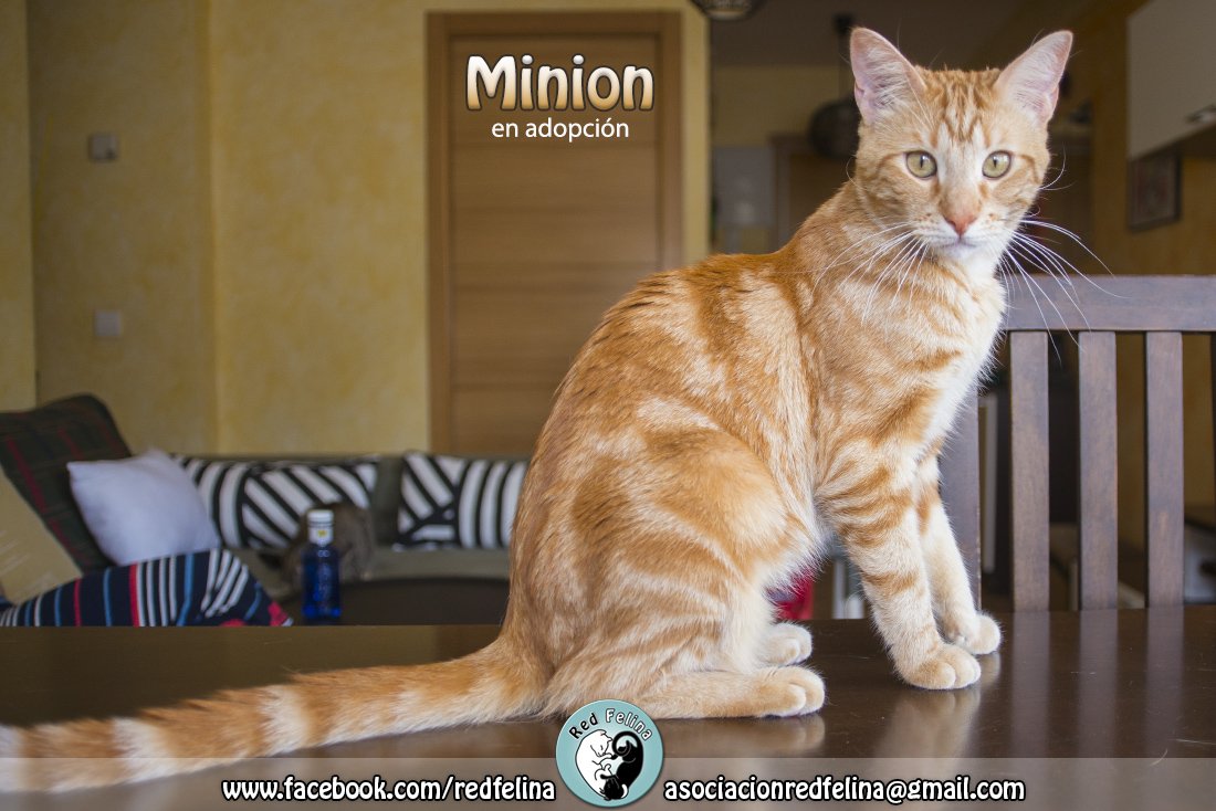 Este apuesto #gato de un año, cariñoso como él sólo busca un hogar donde no les importe sus mimos. Entrega en la provincia de #Madrid.
Contacto: asociacionredfelina@gmail.com
#adopcion #NoCompresAdopta