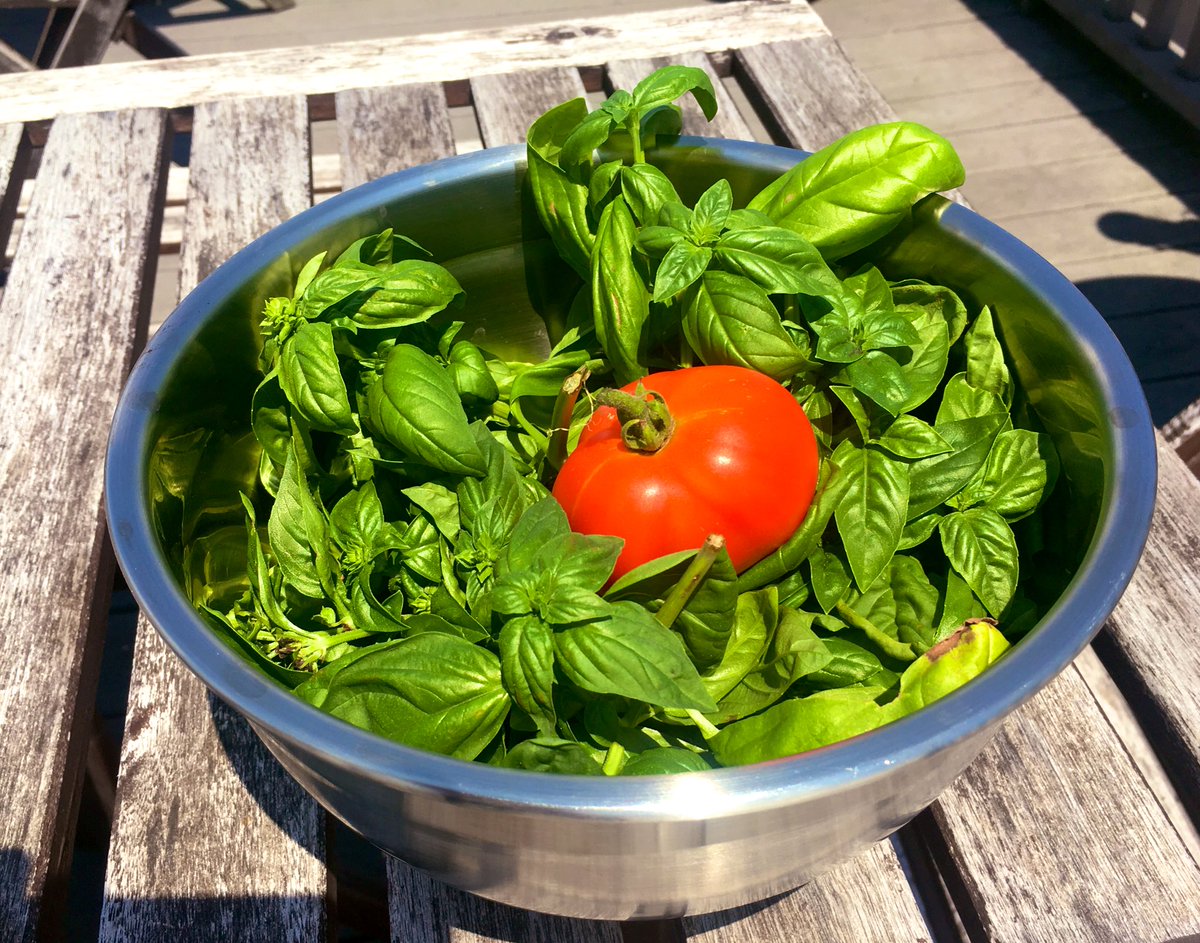 KumarRaoNYC's tweet image. Harvest from the garden. #PestoTime 🍃🍅