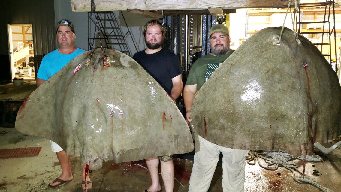 Two Butterfly Rays from last night! #rays #butterflyrays #mobsquadoutdoors
