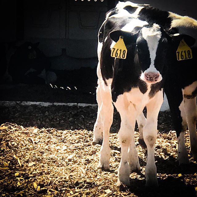 {Moo} Visiting the babies at the @morningfreshdairy farm. 📍Bellvue, CO •
•
•
•
#dairyfarm #dairy #farmlife #farm #cows #farming #dairycows #noosa #cowsofinstagram #agriculture #leche #instacow #lecherias #dairyfarming #ilikecows #spots #ilovecows #cowspiracy #instaanimai…