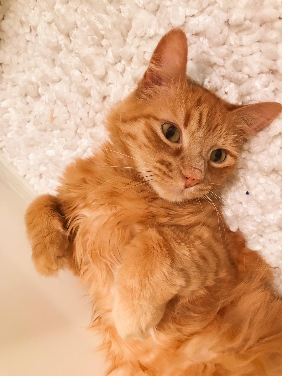 harleeanne376's tweet photo. He’s waiting for belly scratchies :3 https://t.co/miokN04awj