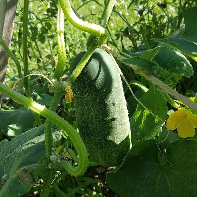 createtinyhouse's tweet photo. One of my favorite things - a fresh picked #cucumber from my #garden - and it was delicious! https://t.co/k6UMk6T5gh https://t.co/9gL5HvyIoI