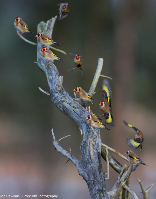 The collective noun for a group of goldfinches is a 'charm' 😊