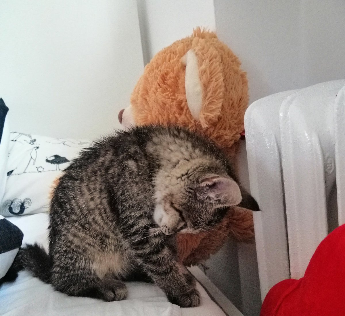 MagdaMswms's tweet image. Śpimy na siedząco😂
Bimba, #mójkot