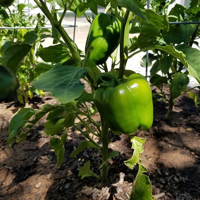 SeedsinDirt's tweet photo. Nice green pepper... https://t.co/5SAuoxYEIa