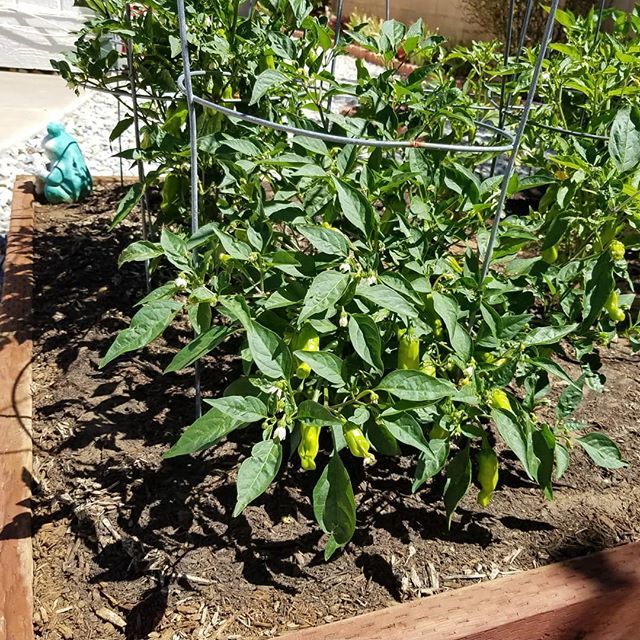 SeedsinDirt's tweet photo. Planted 5 pepperoncini pepper plants this year... quite a few peppers already... https://t.co/1eFRHcbot6