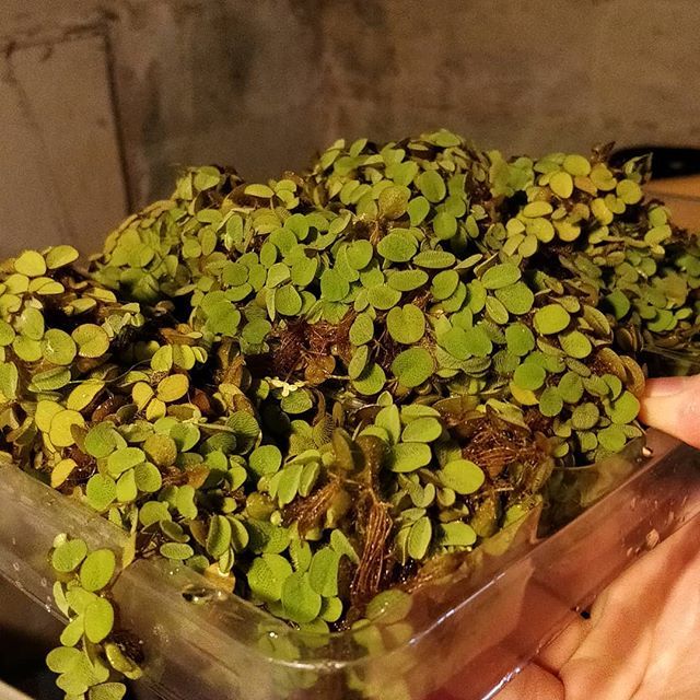 OVAS_CA's tweet image. Salvinia for lunch anybody? #ottawavalleyaquariumsociety #OVAS #salviniaminima #salad #aquariummaintenance ift.tt/2XWfEn3