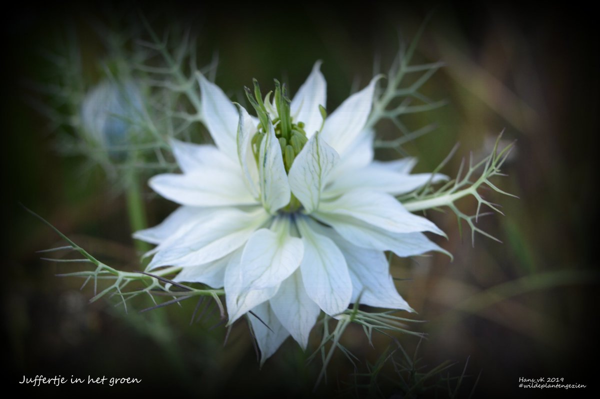 _hans_vk_'s tweet photo. #wildflowerhourNL 21.07.2019 #wildeplantengezien @waarneming @volgdenatuur #zwanenbloem #bredewespenorchis #juffertjeinhetgroen #wildebertram https://t.co/674wDYr65X