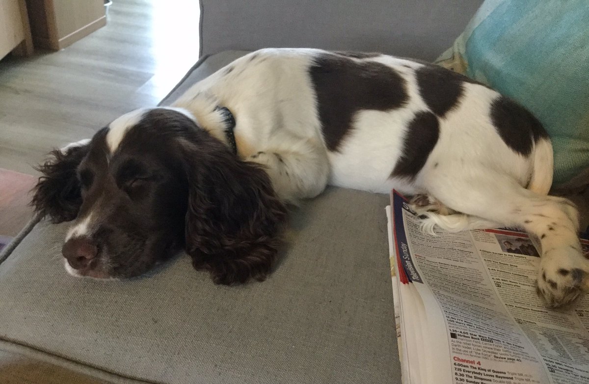 sketchingwitch's tweet photo. Sweet sleepy spaniel  #rufus #hesgrowingsofast #itsapupslife https://t.co/0VGPNI2eoQ