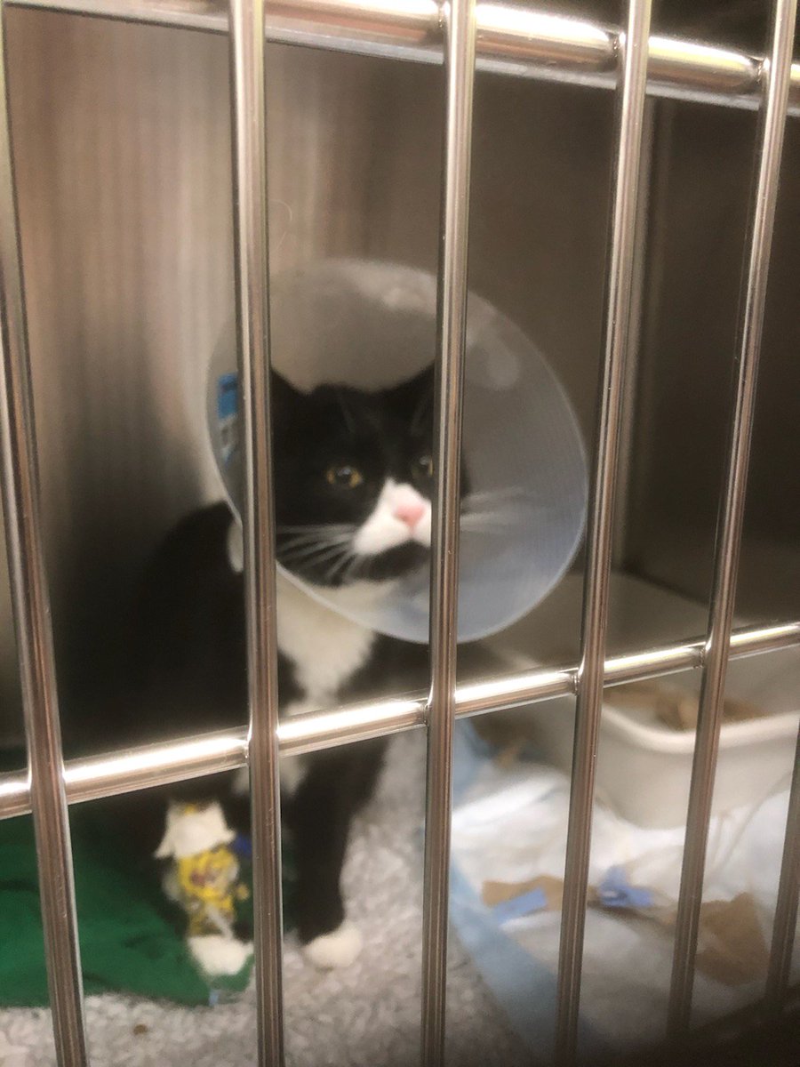 walterbigcat's tweet photo. Home! Two hospital stays over a week for plumbing problems. Staff was very worried. Going to make sure that I don't have to go back again. https://t.co/RsSb05dcnu