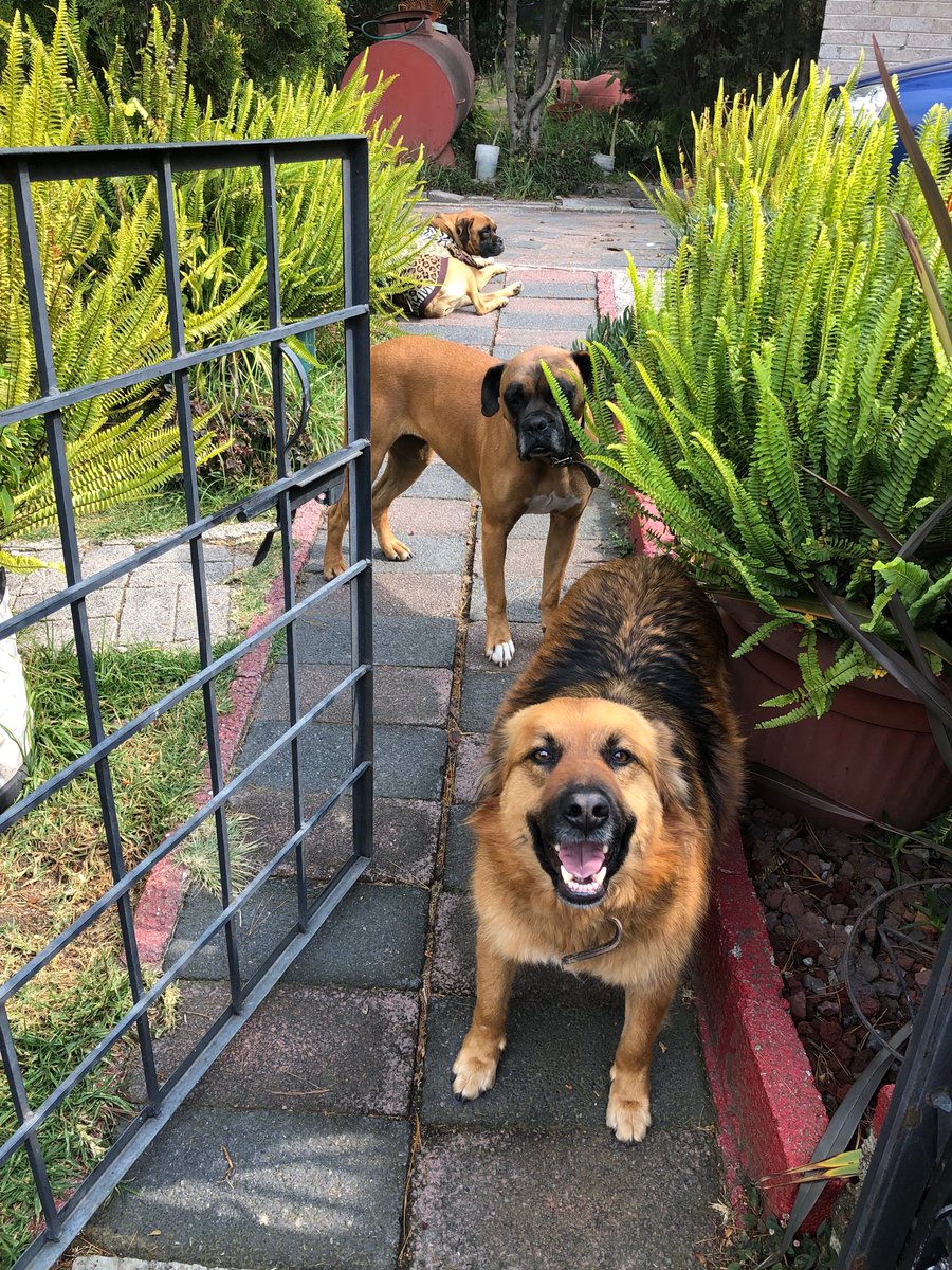 tonysantoyo's tweet photo. #DiaMundialDelPerro sus miradas irradian amor, ternura, cariño. Inmensamente bellas las #Chatitas y #Luna https://t.co/H42R0FTvlM