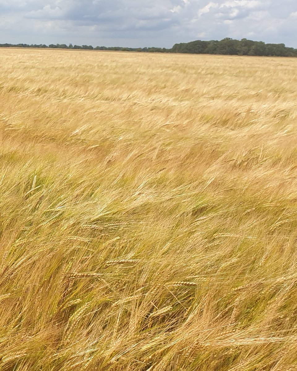 sunkfarmer's tweet image. Spring barley looking well in the breeze its really put its foot down #motoringon as is the skyfall ww these 2 crops have been treated with #bridgeway Barley full rate and wheat 2/3 full rate.. I reckon a month to cutting #pushingperformance @InteragroUK #clubhectare