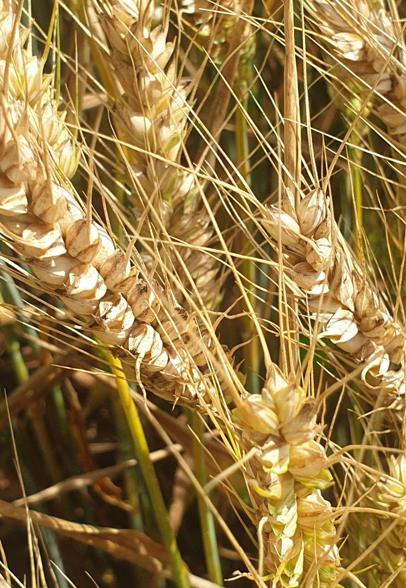 sunkfarmer's tweet image. Spring barley looking well in the breeze its really put its foot down #motoringon as is the skyfall ww these 2 crops have been treated with #bridgeway Barley full rate and wheat 2/3 full rate.. I reckon a month to cutting #pushingperformance @InteragroUK #clubhectare
