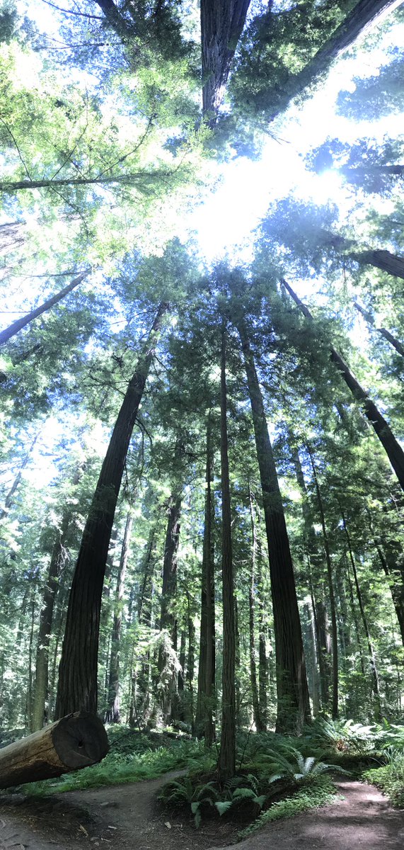 MrsKoch3's tweet photo. I miss the Redwoods! Forestry Institute for Teachers is a highly recommended professional development for all grade levels and subjects. #FITHumboldt https://t.co/zcxGG16Uq7
