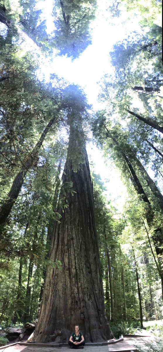 MrsKoch3's tweet photo. I miss the Redwoods! Forestry Institute for Teachers is a highly recommended professional development for all grade levels and subjects. #FITHumboldt https://t.co/zcxGG16Uq7