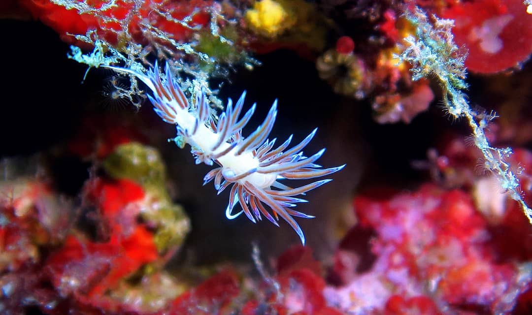 Blue_Adventure's tweet photo. Inmersión con flabelinas este domingo. 🤙🏻
#divessi #formentera #baleares #scubadiving #plongéesousmarine #tauchgang
Reservar en https://t.co/7CXC2YGdSI o llamando al +34 971321168 🌴 🌊 https://t.co/8mzmvkfFuq