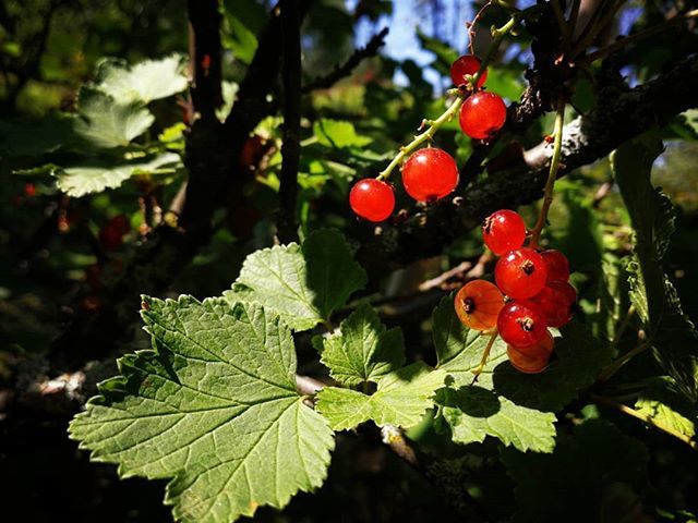 elena_neust's tweet photo. #redcurrent #summergarden #northernliving #finnishnature #summerberries
#keskikesä #puutarha #suomenluonto https://t.co/OMgjnaE7bL https://t.co/4fhPvz33Pf