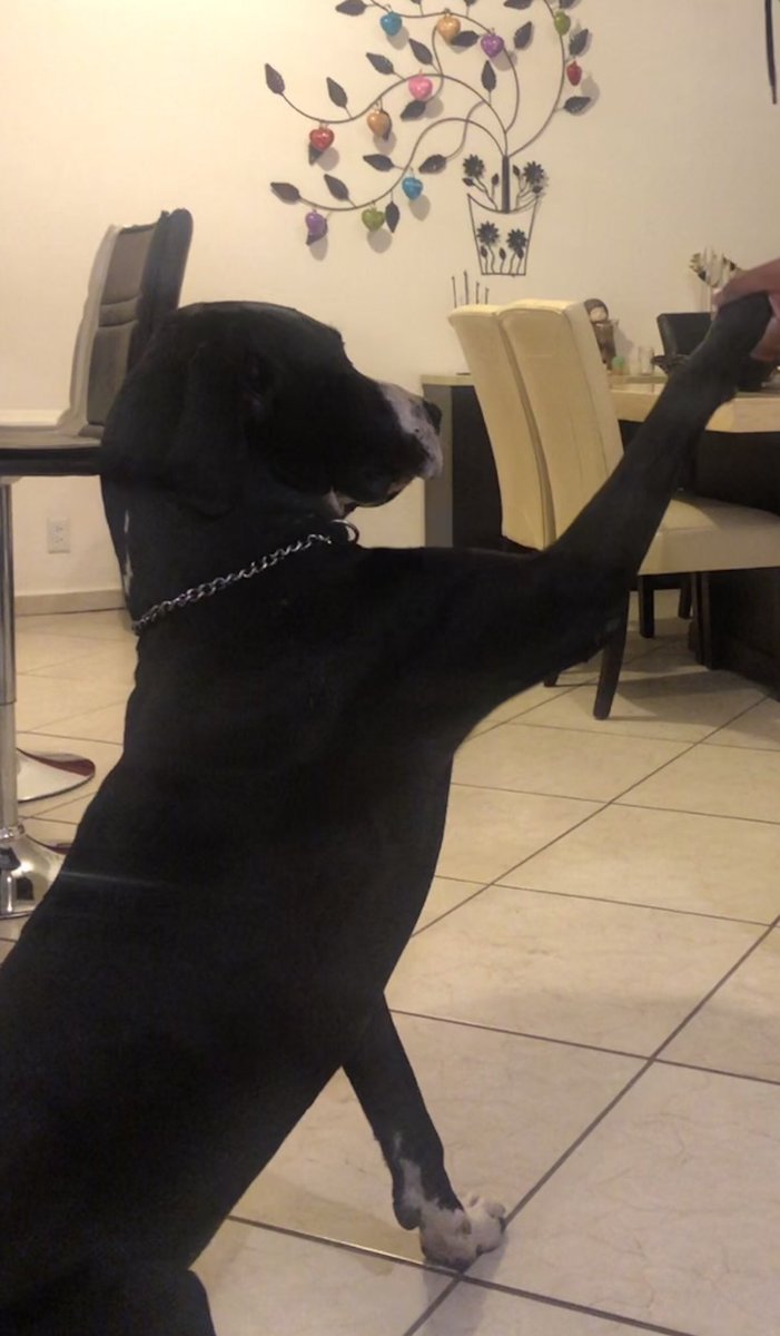 Sandra_FalconV's tweet photo. El es #zymon mi hermoso perro!! El más chillón, el más desastroso pero siempre el mejor!! #DiaMundialDelPerro https://t.co/dsN13EpHZ1