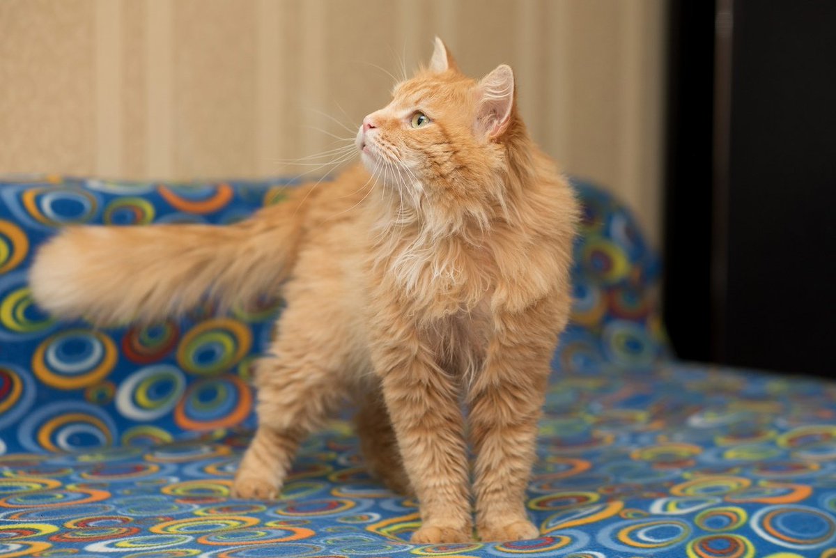 zverikivdar's tweet image. #Москва #ищудом
Настоящий друг выглядит так: усы, лапы и хвост, а сам он огненно-рыжий, зеленоглазый, мудрый, шаловливый.
Цитрусу всего 2 года, он увесистый и полноразмерный кот-бегемот. 
Осчастливить Цитруса предложением руки и сердца можно по телефону.
8-985-364-30-05