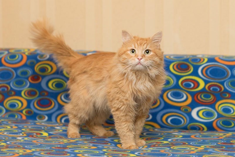 zverikivdar's tweet image. #Москва #ищудом
Настоящий друг выглядит так: усы, лапы и хвост, а сам он огненно-рыжий, зеленоглазый, мудрый, шаловливый.
Цитрусу всего 2 года, он увесистый и полноразмерный кот-бегемот. 
Осчастливить Цитруса предложением руки и сердца можно по телефону.
8-985-364-30-05